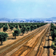 Illustration for article titled Photos of Orange County, Calif., When Oranges Actually Grew There